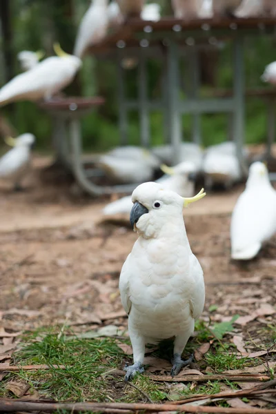 Portrait of cockatoo parrot — Stock Photo, Image