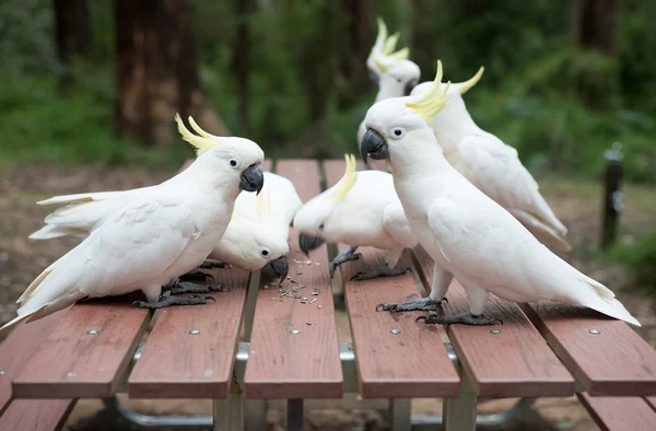 Wild white cockatoos eatng seeds on picnic table — Stock Photo, Image