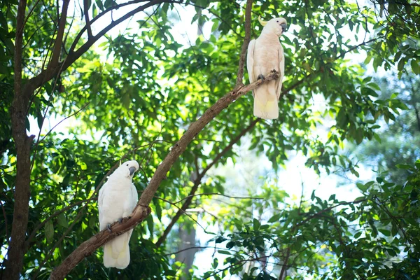 White cockatoos sitting on a tree brunch — Stock Photo, Image