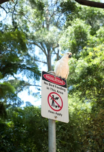 White cockatoo sitting on a "No bird feeding" sign — Stock Photo, Image