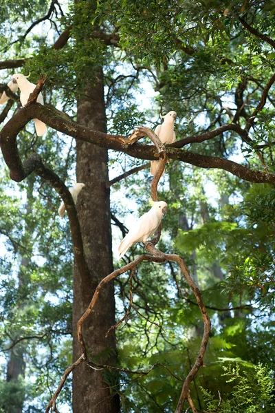 White cockatoos sitting on a tree — Stock Photo, Image