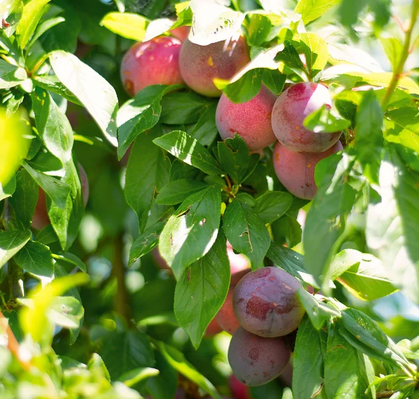 Plums on a tree closeup — Stock Photo, Image