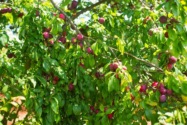 Ripe plums on the tree — Stock Photo, Image