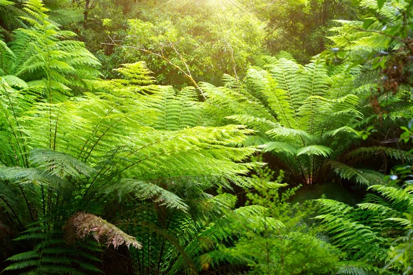 Australian rainforest, Cape Otway, Victoria
