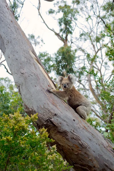 Koalabär klettert auf einen Baum. — Stockfoto