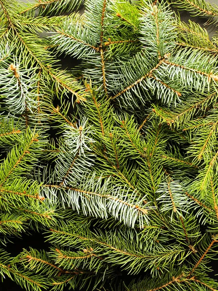 Різдвяний Фон Гілки Сосни Дереві Неглибокий Доф — стокове фото