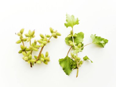 Beyaz ahşap arka planda Xanthium Cocklebur. Sığ dof.