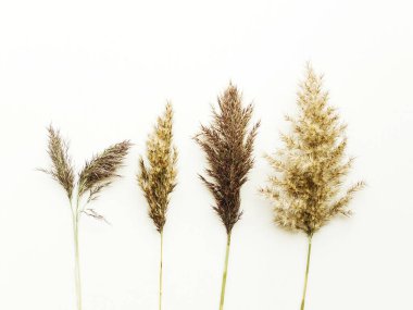 Beyaz ahşap arka planda Phragmitler. Sığ dof.