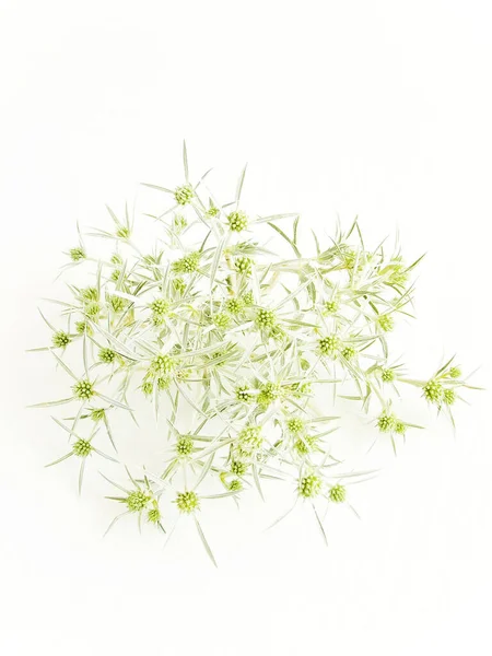 Eryngium Campestre Campo Eryngo Sobre Fundo Madeira Branca Dof Rasa — Fotografia de Stock