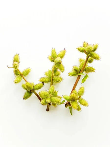 Cocklebur Xanthium Sfondo Bianco Legno Dof Poco Profondo — Foto Stock