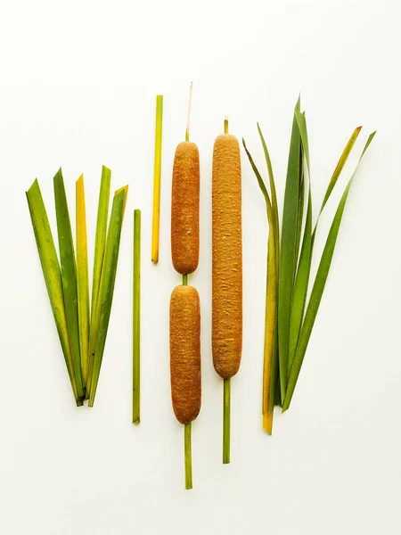 Typha Bulrush Cattail Białym Drewnianym Tle Płytkie Dof — Zdjęcie stockowe