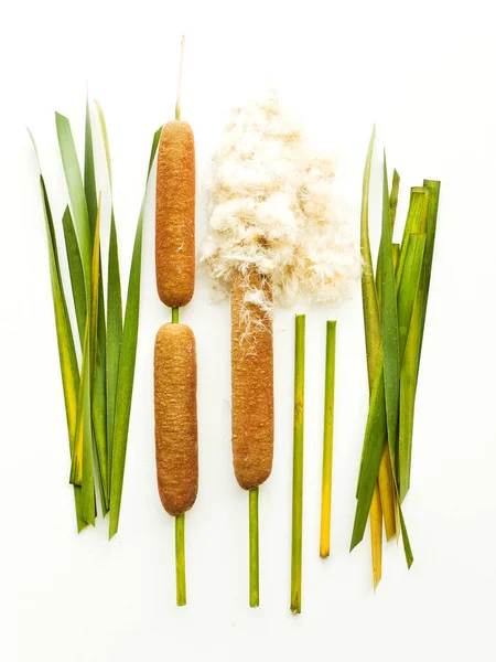 Typha Bulrush Cattail Fundo Madeira Branca Dof Rasa — Fotografia de Stock