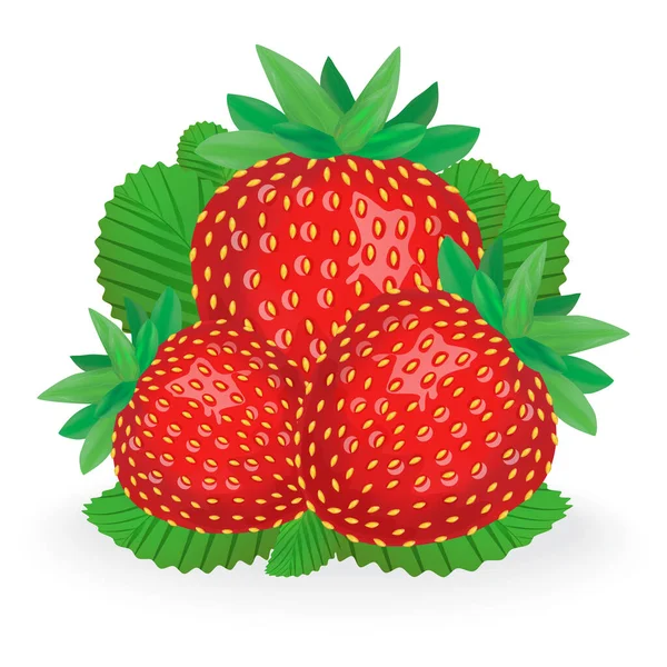 一组草莓 叶子在白色背景上被隔离 现实的病媒说明 — 图库矢量图片