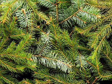 Noel ağacı dalları tahtada. Sığ dof.