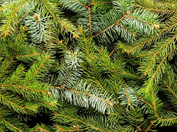 Fondo Navideño Ramas Pino Sobre Madera Dof Poco Profundo — Foto de Stock