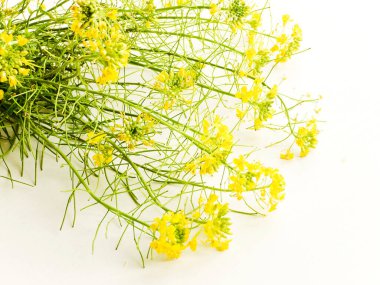 Beyaz ahşap arka planda Barbarea çiçekleri..