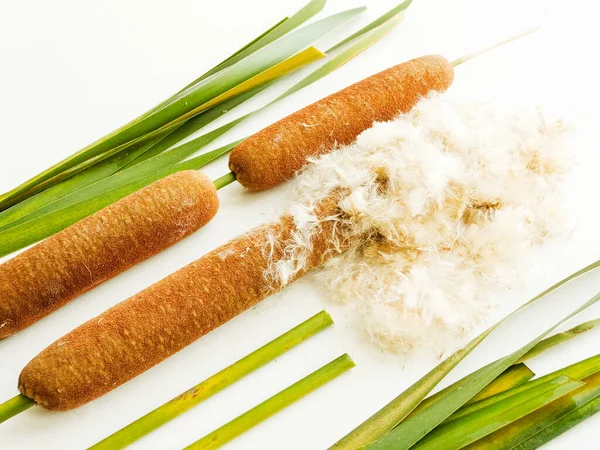 Typha Bulrush Cattail Fundo Madeira Branca Dof Rasa — Fotografia de Stock