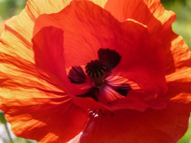 Bahçede yaz mevsimi, kırmızı oryantal gelincik veya Papaver oryantal çiçek bitkisi sıcacık güneş ışığı altında bahçede çiçek açıyor, açık havada büyüyen tohumlu haşhaş dolu yumuşak yapraklar..