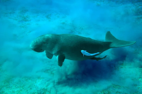 Dugong Och Suckerfish Röda Havet — Stockfoto