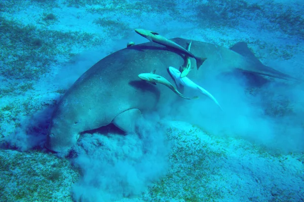 Dugong Und Spanferkel Roten Meer Mubarak Ägypten — Stockfoto