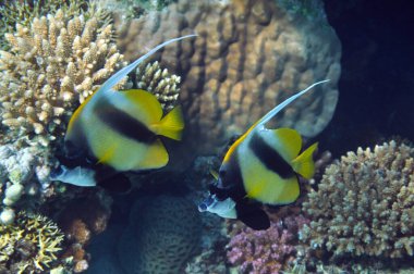 Kızıldenizde Longfin sancak balıkları, Marsa Mübarek, Mısır