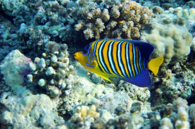 Kızıl denizdeki kraliyet melek balığı, Marsa Mübarek, Mısır