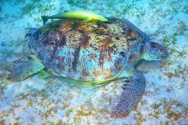 Kızıl Denizdeki Büyük Deniz Kaplumbağaları Emici Balıklar Marsa Mübarek Mısır — Stok fotoğraf