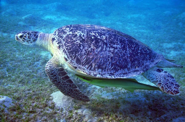 Grote Zeeschildpad Zeeduivel Rode Zee Marsa Mubarak Egypte — Stockfoto