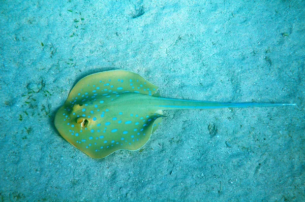 Blue Spotted Stingray Red Sea Marsa Mubarak Egypt — Stock Photo, Image