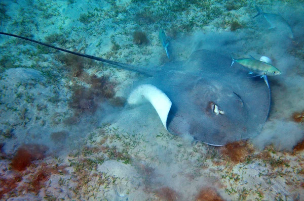 Whipray Rosa Nel Mar Rosso Marsa Mubarak Egitto — Foto Stock