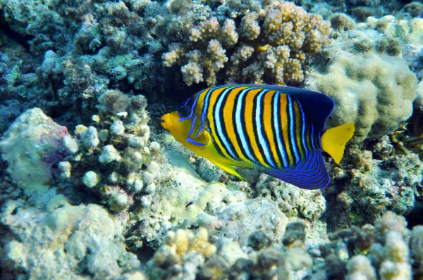 Royal Angelfish Red Sea Marsa Mubarak Egypt — Stock Photo, Image