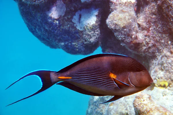 Sohal Surgeonfish Red Sea Marsa Mubarak Egypt — Stock Photo, Image