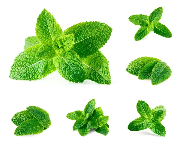 Fresh mint and melissa leaves isolated on white. — Stock Photo, Image