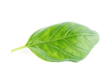 Taze yeşil yaprak fesleğen Isolated beyaz arka plan üzerinde