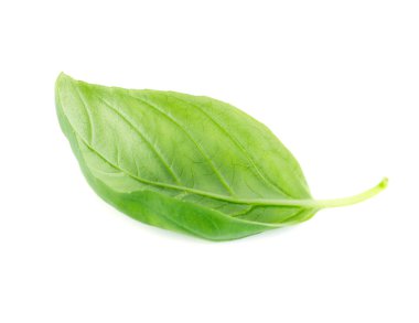 Taze yeşil yaprak fesleğen Isolated beyaz arka plan üzerinde