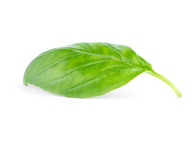 Taze yeşil yaprak fesleğen Isolated beyaz arka plan üzerinde