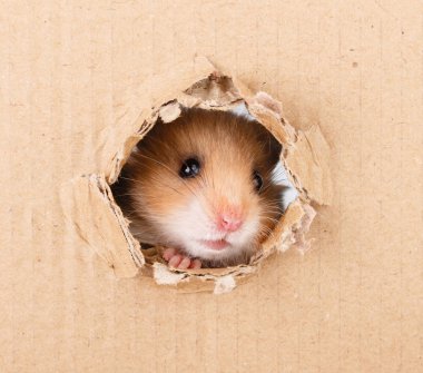 Karton yan yırtık delik ararken küçük hamster 