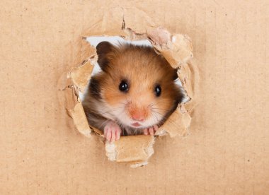 Karton yan yırtık delik ararken küçük hamster 