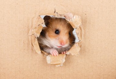 Karton yan yırtık delik ararken küçük hamster 