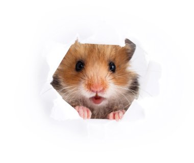 Kağıt yan yırtık delik ararken küçük hamster 