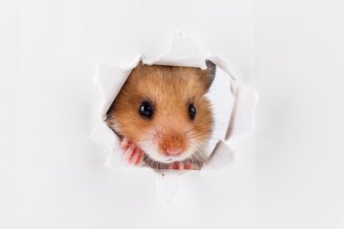 Kağıt yan yırtık delik ararken küçük hamster 