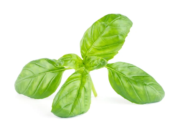 Basilic frais à feuilles vertes Isolé sur fond blanc — Photo