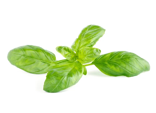 Basilic frais à feuilles vertes Isolé sur fond blanc — Photo