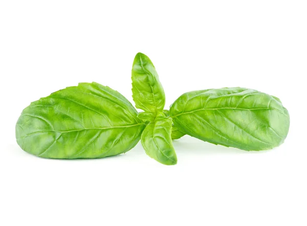 Manjericão fresco folha verde Isolado sobre fundo branco — Fotografia de Stock