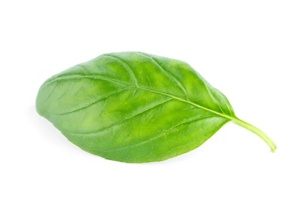 Basilic frais à feuilles vertes Isolé sur fond blanc — Photo