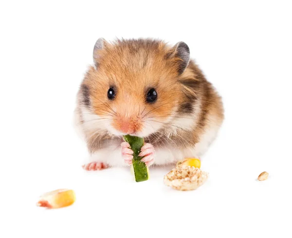 Hamster em um fundo branco . — Fotografia de Stock