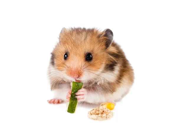 Hamster em um fundo branco . — Fotografia de Stock