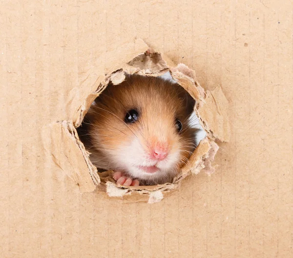 Pequeno hamster olhando para cima no lado de papelão rasgado buraco — Fotografia de Stock