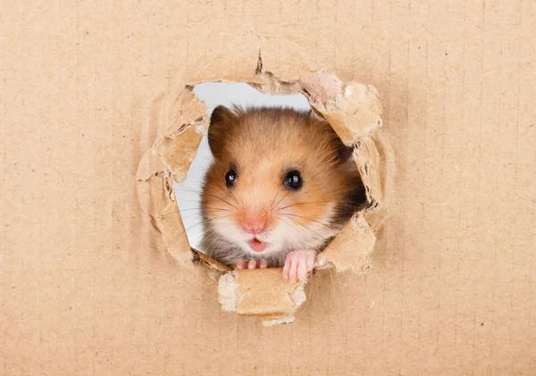 Piccolo criceto che alza lo sguardo nel buco lacerato laterale di cartone — Foto Stock