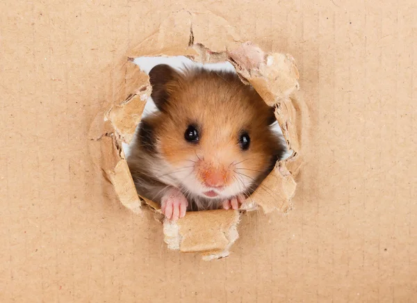 Pequeno hamster olhando para cima no lado de papelão rasgado buraco — Fotografia de Stock